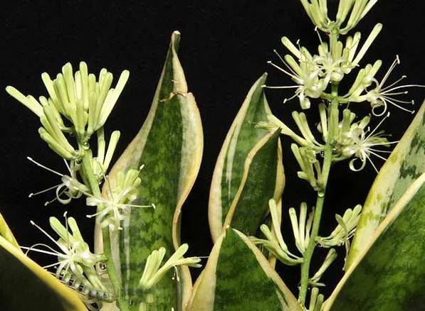 Đừng mừng khi thấy hoa nở: 4 loại cây này bỗng dưng ra hoa có thể là họa sắp tới gần, nên thận trọng