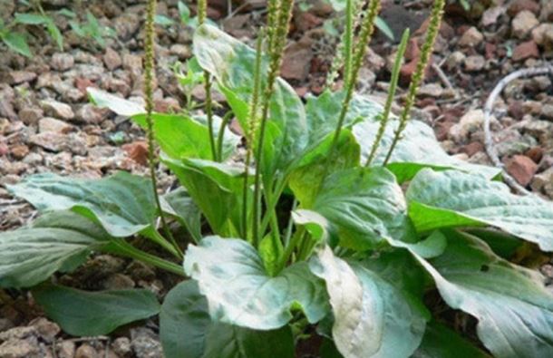 Tác dụng của bông mã đề