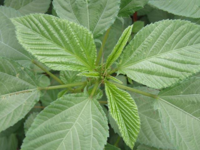 Rau đay được ví tốt như nhân sâm: 3 lưu ý tránh phí hoài 'thuốc đại bổ'