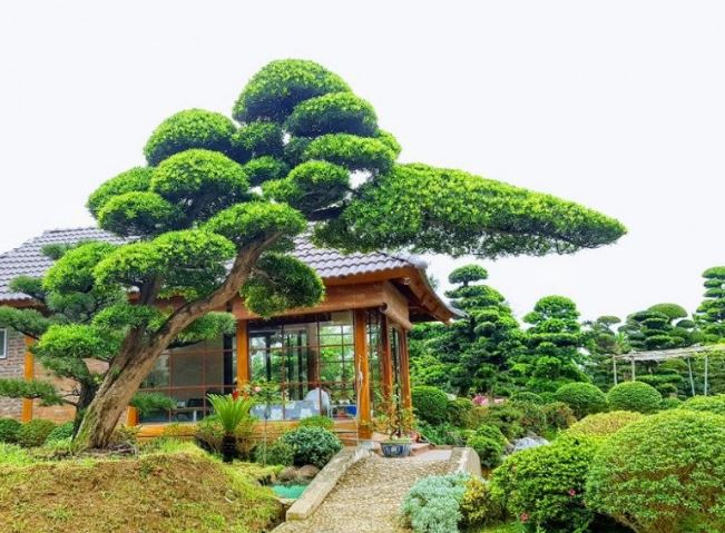 Tổ Tiên mách bảo: Sân nhà có 3 cây này tài lộc kéo dài trăm năm, nhà giàu cực thích loại thứ 3