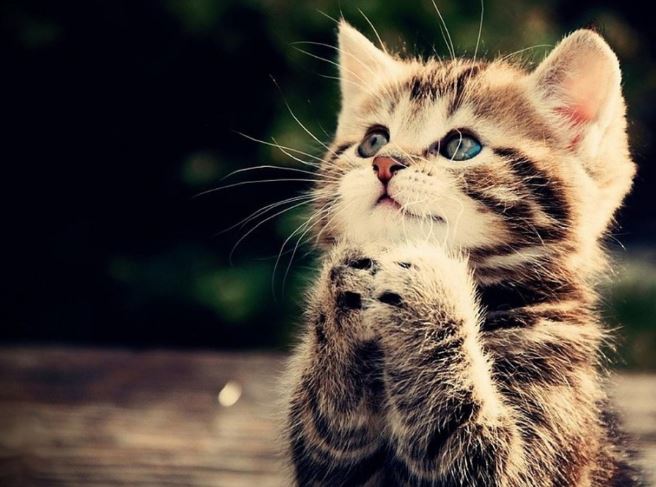 4 tuổi là con nhà Phật dễ trúng số đổi đời, có thể chẳng cần bon chen mà tiền tài vẫn tự đến