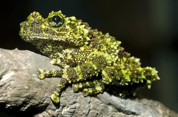 Top những sinh vật vô cùng kỳ dị ở Việt Nam