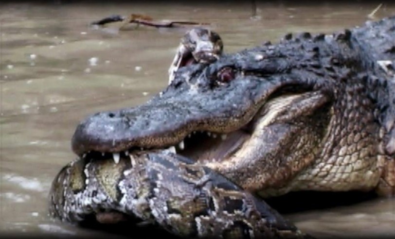 Clip: Trận chiến căng não giữa hai "kỳ phùng địch thủ" trăn khổng lồ và cá sấu