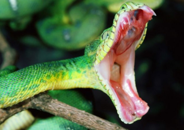 Clip: Nọc độc rắn được lấy ra như thế nào?