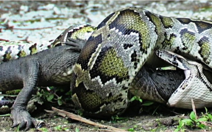 Clip: Một phút ngẩn ngơ, "chúa tể đầm lầy" bị con trăn siêu khổng lồ nuốt chửng