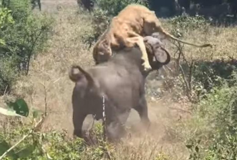 Clip: Khi sa cơ lỡ vận, sư tử "cay đắng" chịu cảnh bị trâu rừng tấn công, lùa chạy như vịt