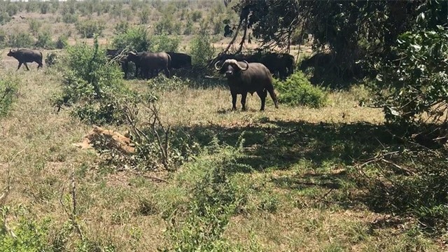 Khi sa cơ lỡ vận, sư tử