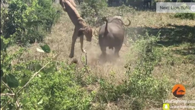 Khi sa cơ lỡ vận, sư tử