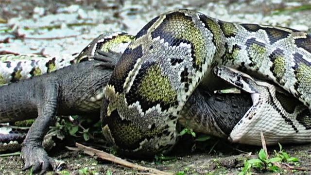 Một phút ngẩn ngơ, 