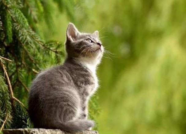 Phật Bà chỉ đích danh: 4 tuổi phất lên như vũ bão, tiền tài nở rộ 2 năm tới