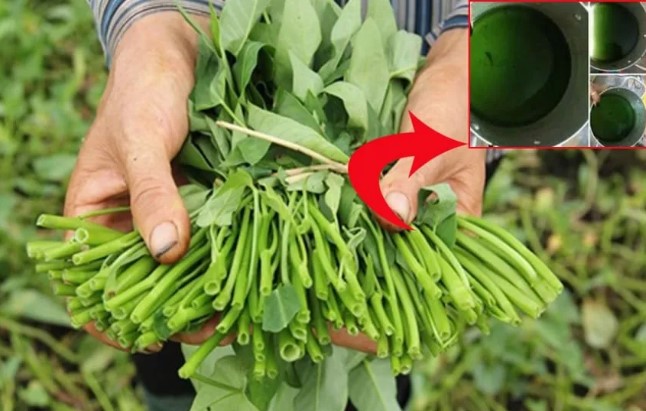 Người trồng rau tiết lộ: Phân biệt rau muống nhiễm chì, thuốc trừ sâu cực đơn giản, tinh ý không bao giờ nhầm lẫn