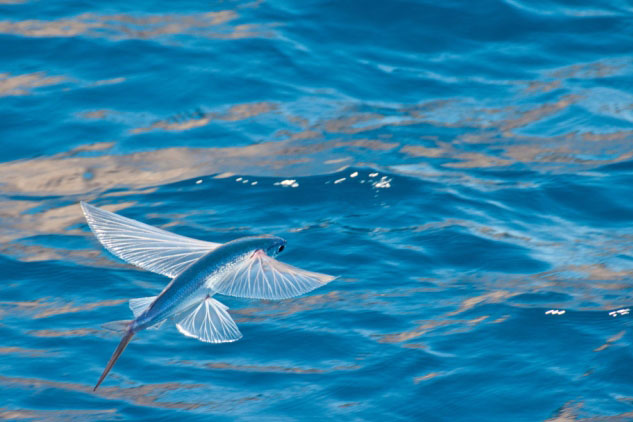 Những cơ chế phòng thủ kỳ lạ nhất của các loài động vật