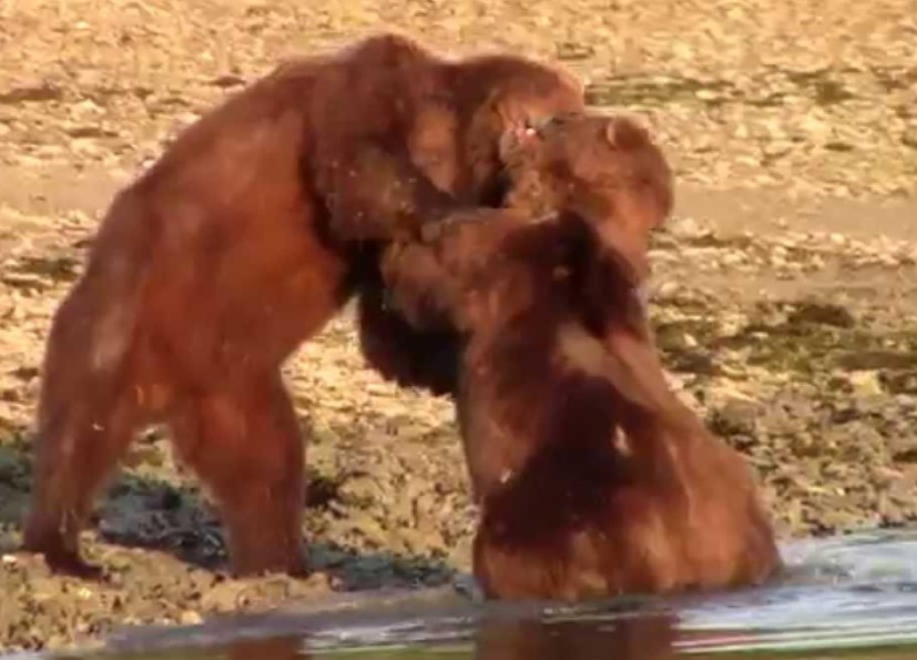 Nóng mắt trước hành động của "sửu nhi" bắt nạt kẻ yếu, gấu nâu Alaska ra tay hành động trượng nghĩa