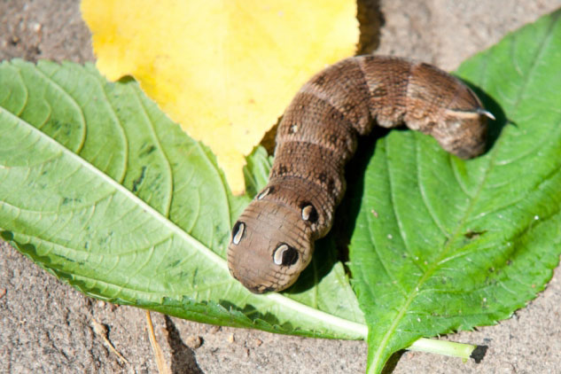 Những cơ chế phòng thủ kỳ lạ nhất của các loài động vật (phần 2)