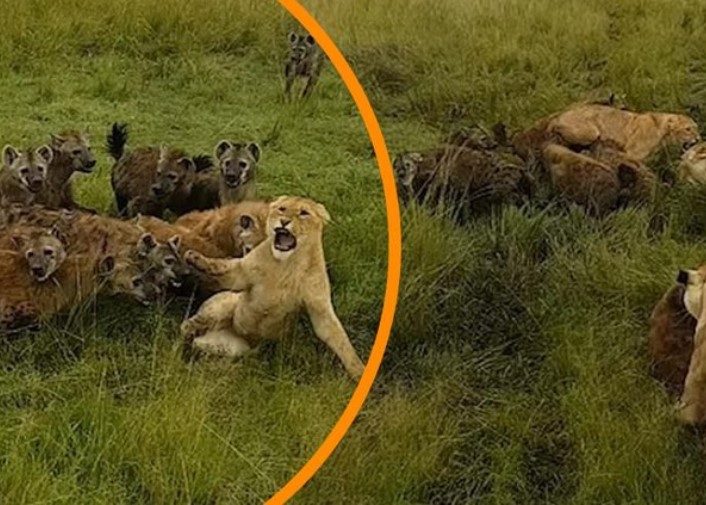 Âm mưu lật đổ ngôi vương của sư tử và cái giá phải trả cực đắt của bầy linh cẩu không biết tự lượng sức mình