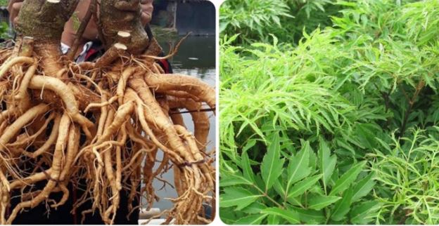 4 t&#xE1;c h&#x1EA1;i kh&#xF4;ng ng&#x1EDD; c&#x1EE7;a c&#xE2;y &#x111;inh l&#x103;ng n&#x1EBF;u d&#xF9;ng sai c&#xE1;ch