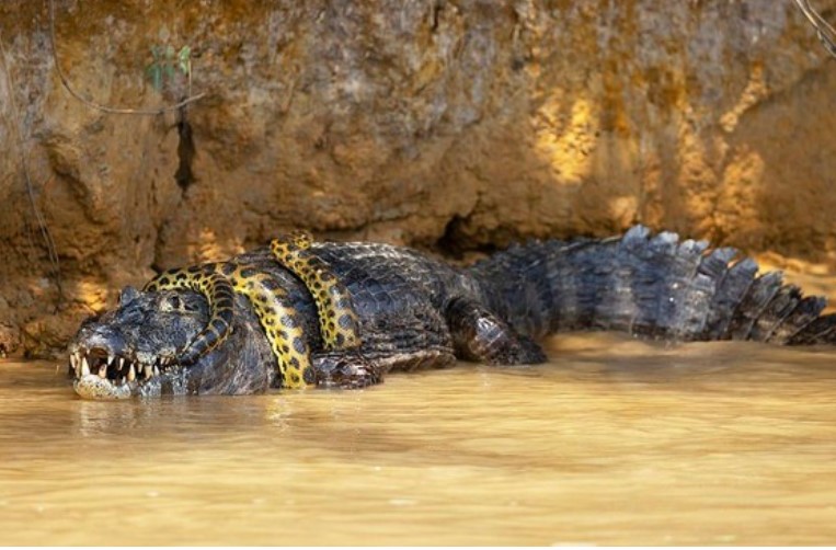 Đại chiến "long tranh hổ đấu" giữa trăn anaconda và cá sấu caiman