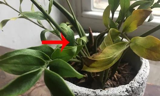 Cây kim tiền ‘sợ’ nhất 3 thứ: Cứ làm sai bảo sao cây chậm lớn, mãi không mọc chồi ra hoa