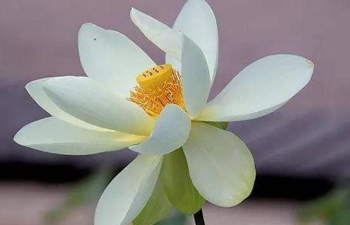 4 dấu hiệu của người phụ nữ trưởng thành thực sự, bạn có bao nhiêu?