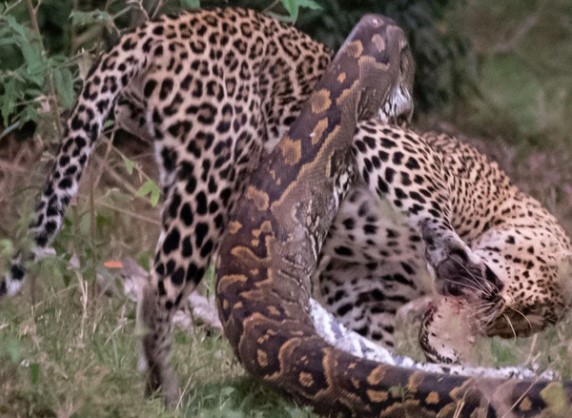 Trận chiến sống còn giữa báo hoa mai và trăn đá khổng lồ, bất ngờ kẻ hưởng lợi sau cùng