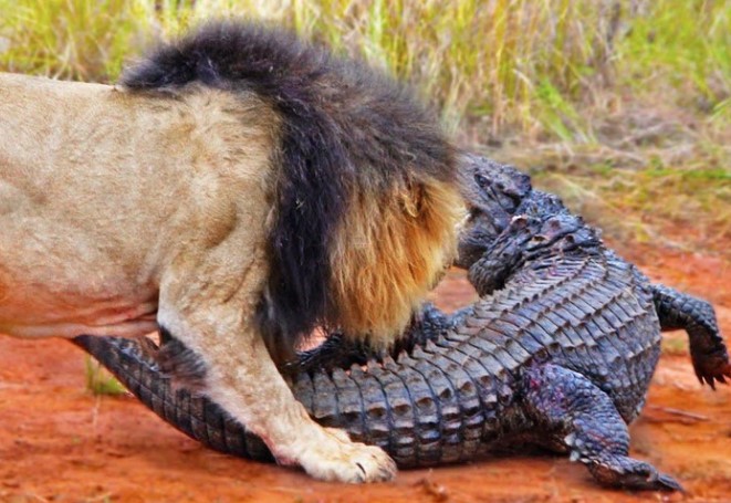 Đang nằm thơ thẩn tắm nắng, cá sấu chúa đụng ngay phải trận địa phục kích của sư tử