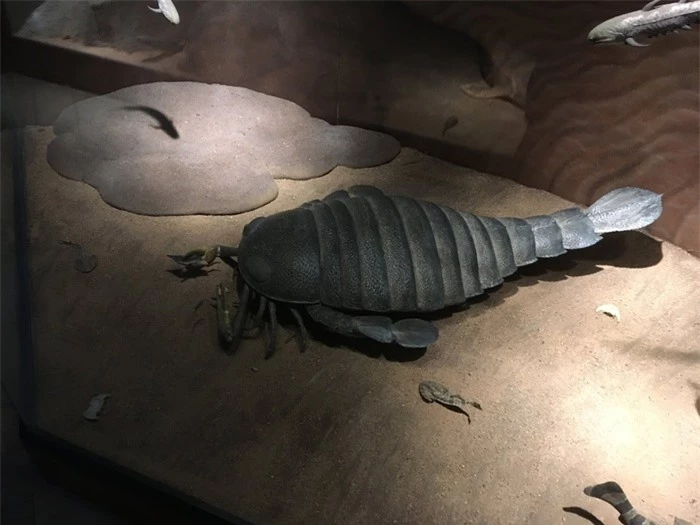Loài bọ cạp biển dài 2 mét đã tuyệt chủng bất ngờ được phát hiện ở Úc - Ảnh 1.
