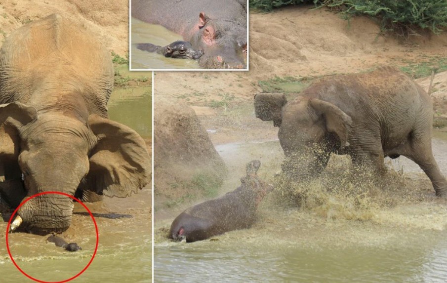 Trận chiến "long trời lở đất" giữa hai loài động vật nguy hiểm nhất ở châu Phi