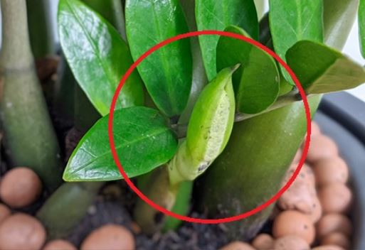 Cây kim tiền trồng mãi không mọc mầm, dùng 1 chiêu này chồi non bật liên tục, đâm vỡ chậu