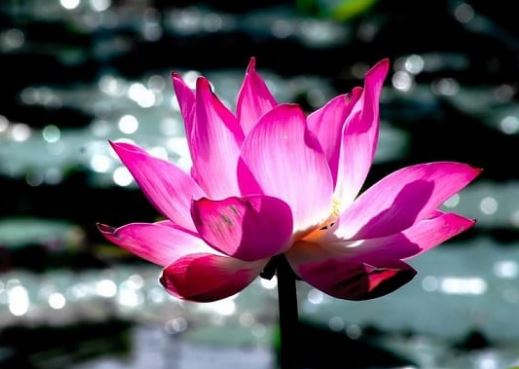 Muốn biết một người phụ nữ có phúc khí hay không, chỉ cần nhìn vào điểm này là rõ