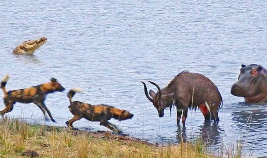 Hiên ngang đối chọi với đàn chó săn hung dữ, đả thương hà mã khổng lồ nhưng chú linh dương đáng thương vẫn phải nhận cái kết đắng lòng