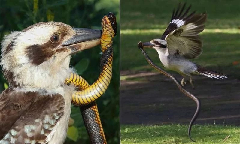 Đụng nhầm phải con rắn cực độc, chim bói cá bản địa Úc suýt nhận cái kết 