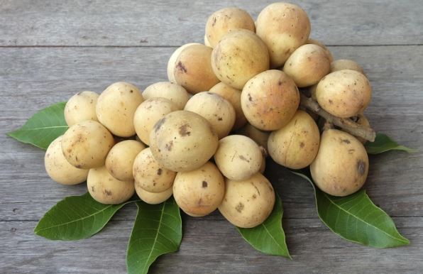 Quả bòn bon tốt cho sức khỏe nhưng 2 bộ phận của nó lại chứa độc tố