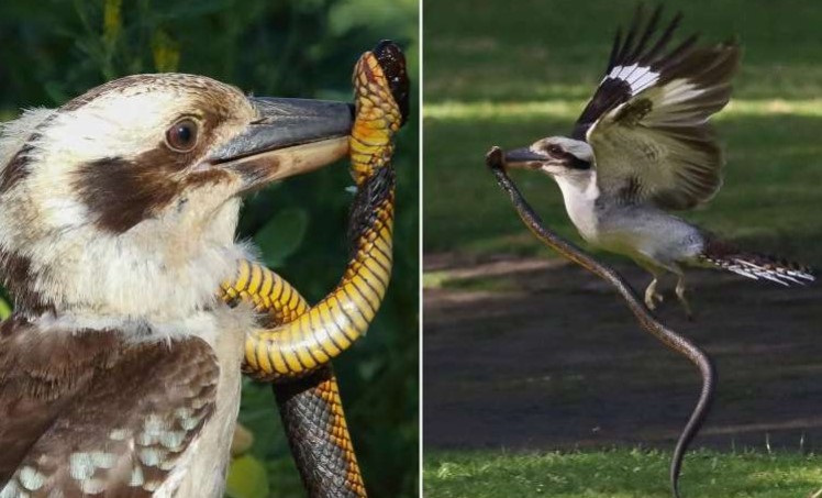 Đụng nhầm phải con rắn cực độc, chim bói cá bản địa Úc suýt nhận cái kết "đắng"