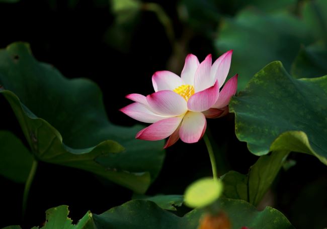 Khi cuộc đời bỗng nhiên không suôn sẻ cứ nhớ 3 chữ này, vận may không mời mà đến