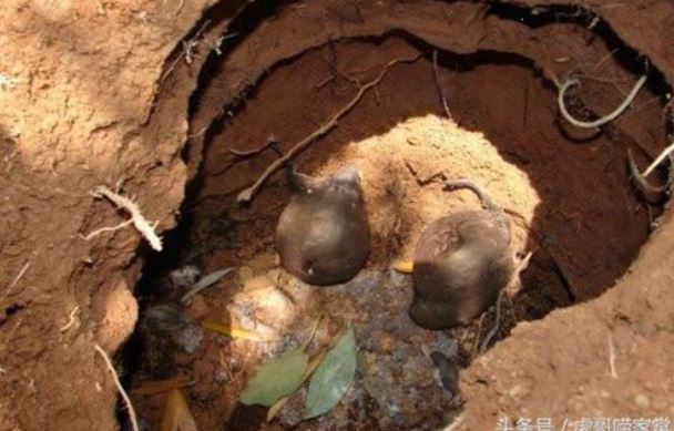 Lão nông đào được "quả bóng" đen sì, không ngờ giá trị bằng căn nhà trong thành phố