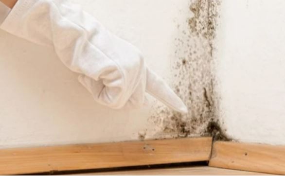 Cách xử lý tường bị nấm mốc đơn giản, ít tốn kém