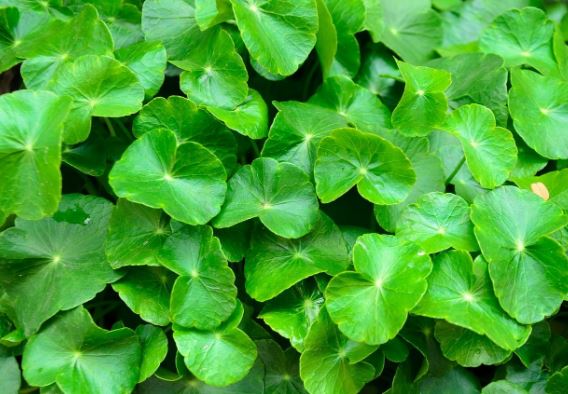 Đánh bay làn da "thâm xỉn" với loại rau quen thuộc này