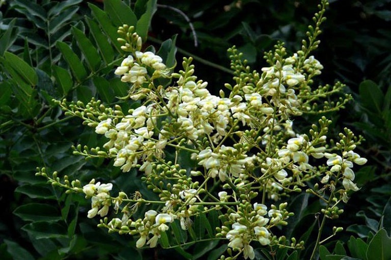 Tổ tiên truyền dạy: “Nghèo khó túng quẫn mấy cũng đừng chặt 3 cây này, con cháu về sau đời đời hưởng lộc”