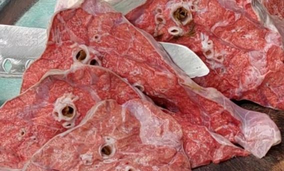 Những bộ phận cực độc hại của con bò, giá rẻ như cho cũng không nên mua để ăn