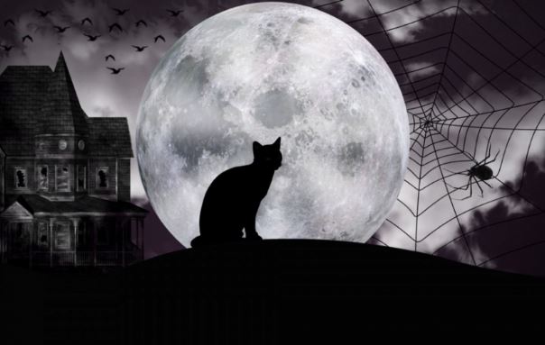 Tổ Tiên dặn dò: ‘Heo đến thì nghèo, chó đến thì giàu, mèo đến thì trên đầu để tang’, vì sao thế?