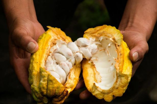 Loại hạt của Việt Nam được xếp hạng ngon nhất thế giới, là “thuốc hạ huyết áp tự nhiên”, ngừa cả đau tim và đột quỵ