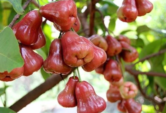 Quả roi nhiều lợi ích, phòng cả ung thư nhưng khi ăn cần lưu ý những điều sau