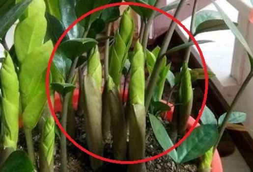 Cây kim tiền thích ăn nhất 3 thứ này, cứ vùi vào chậu là chồi non đua nhau mọc, sớm ra hoa