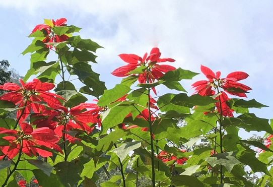 Tổ Tiên dặn con cháu: ‘Trước cửa có 5 bông hoa, không giàu sụ cũng có của ăn của để’