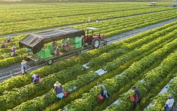 Nan giải bài toán thu hút doanh nghiệp rót vốn đầu tư vào nông nghiệp