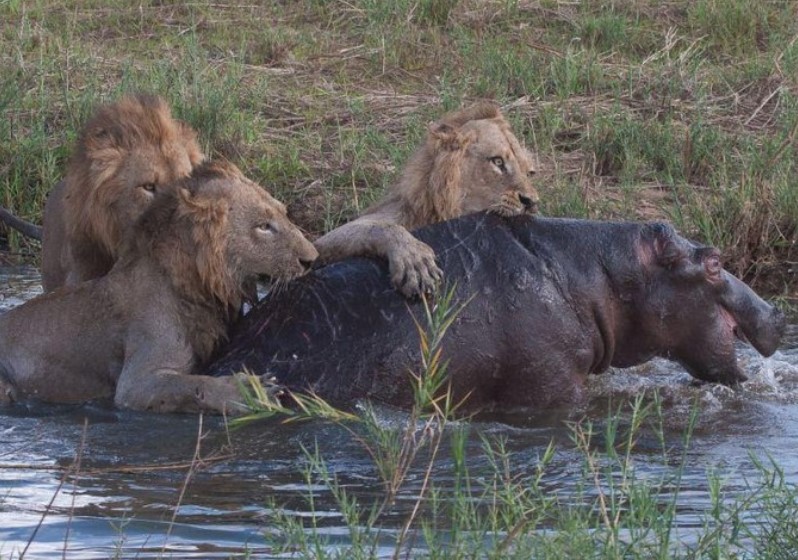 Trận đấu sinh tử giữa tê giác và vua sư tử