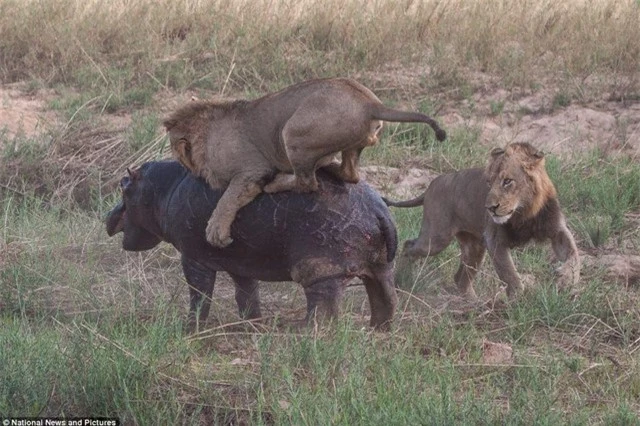Trận đấu sinh tử giữa tê giác và vua sư tử ảnh 2