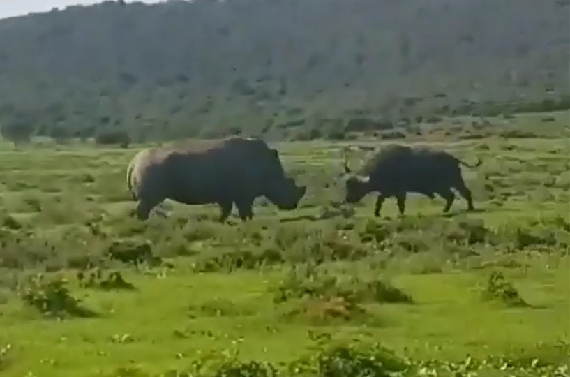 Trận chiến cực căng giữa trâu rừng với tê giác