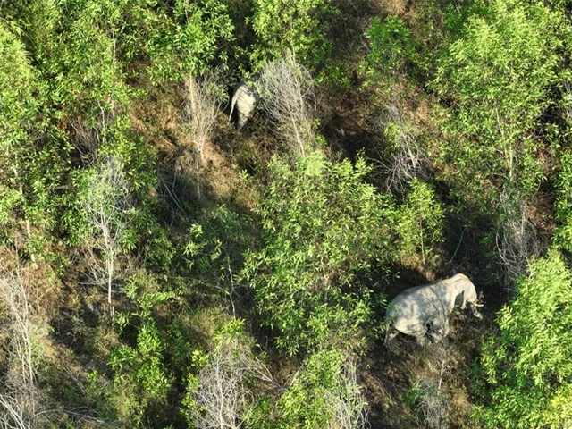 Đưa công nghệ AI vào giám sát voi rừng tại Vườn Quốc gia Cát Tiên - Ảnh 1.