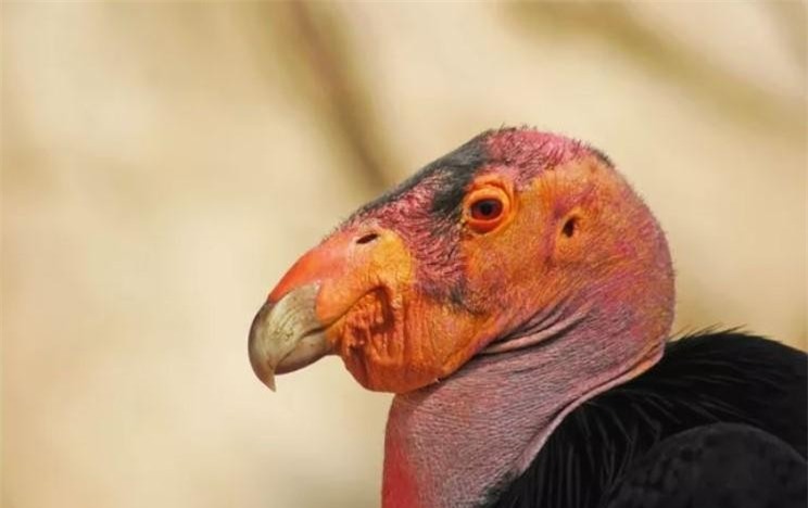 Những loài động vật xấu xí nhất hành tinh ảnh 1